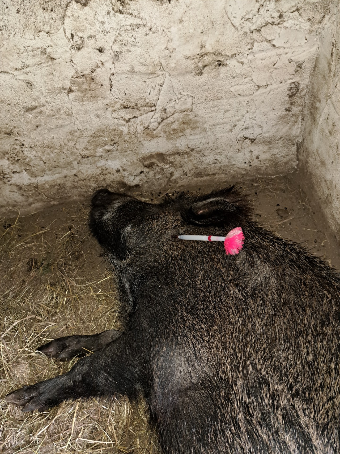 Fléchage sanglier domestiqué